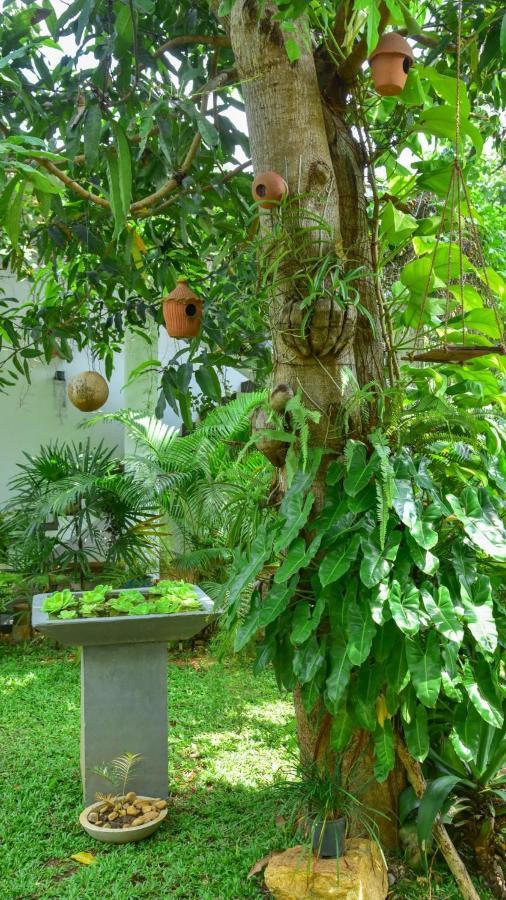 Menara Green Inn Dambulla Kültér fotó